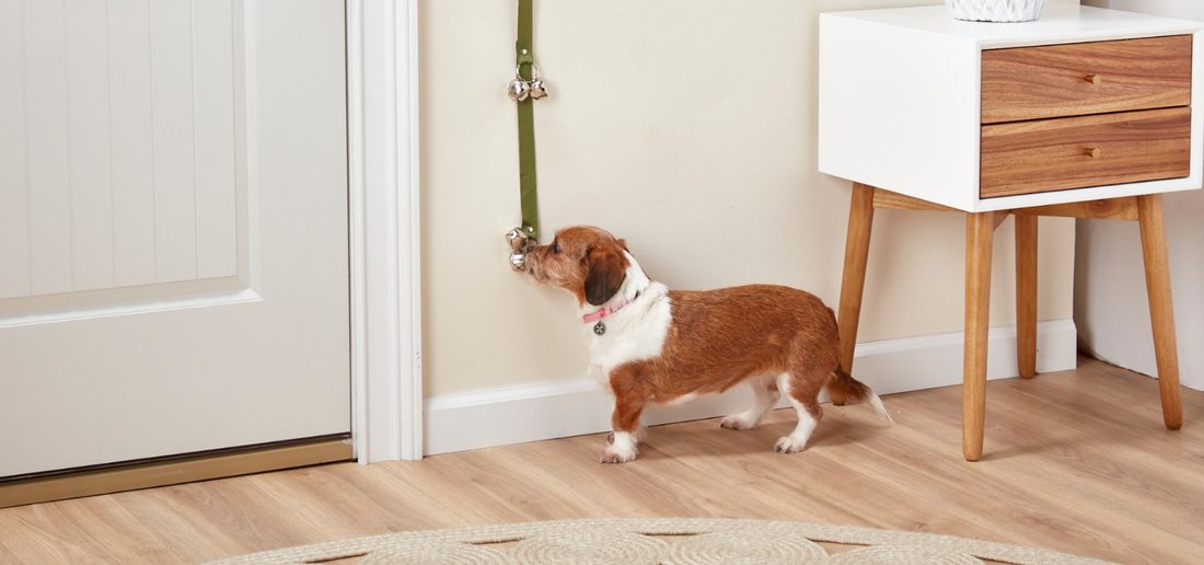 Is Your Dog Ringing the Bell Just for Attention? How to Tell the Difference