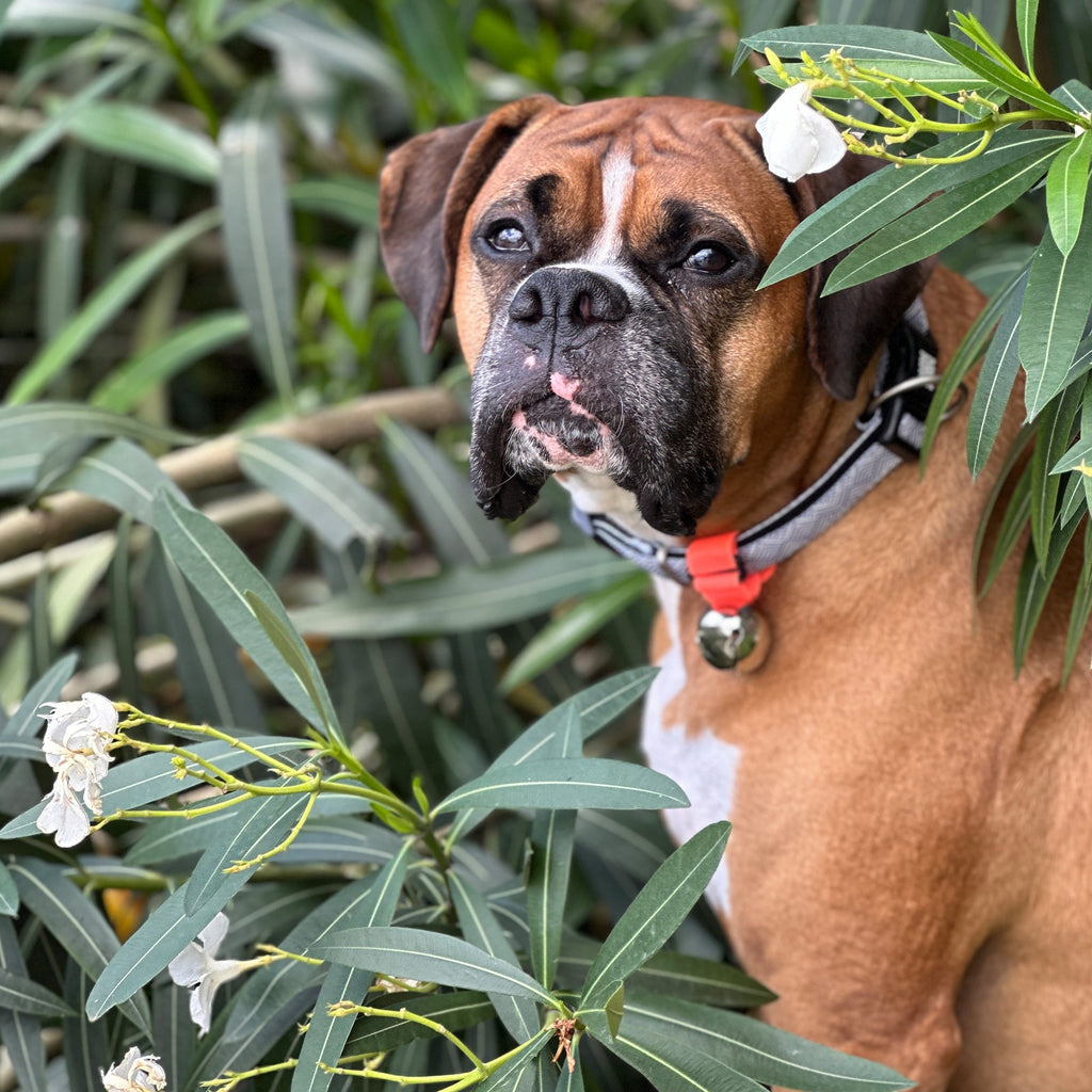 TrailBlazin’ Bear Bells Black - Poochie - Pets